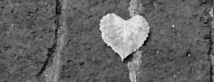 A leaf that is in the shape of a heart.